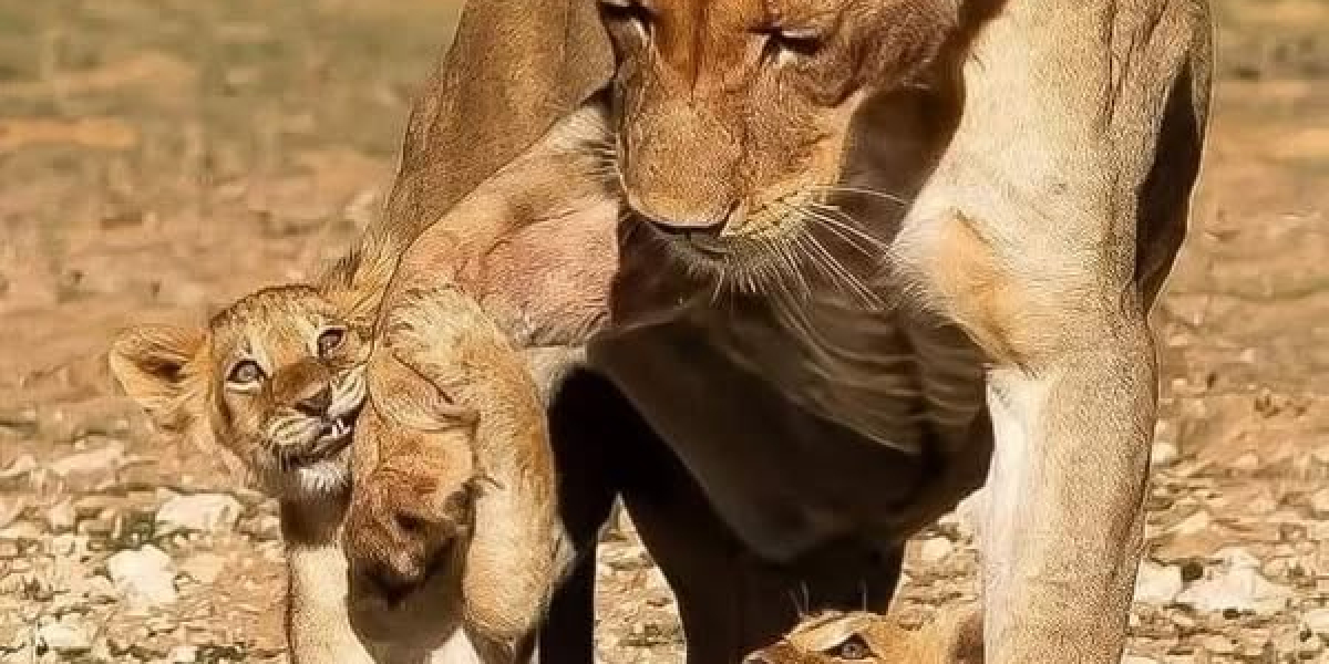 San Francisco Giants Very little League roundup, 9/20-22/24: Watch ya upcoming yr!