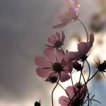 Reshal George Profile Picture